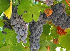 美乐  Merlot