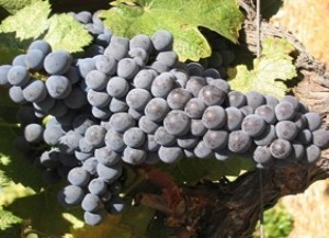 慕合怀特  Mourvedre