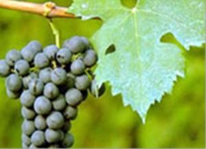 品丽珠  Cabernet Franc